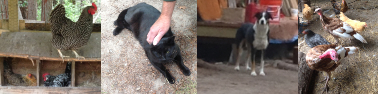 Sirius, Autumn and friends